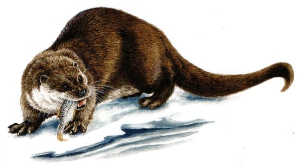 Выдра Речная