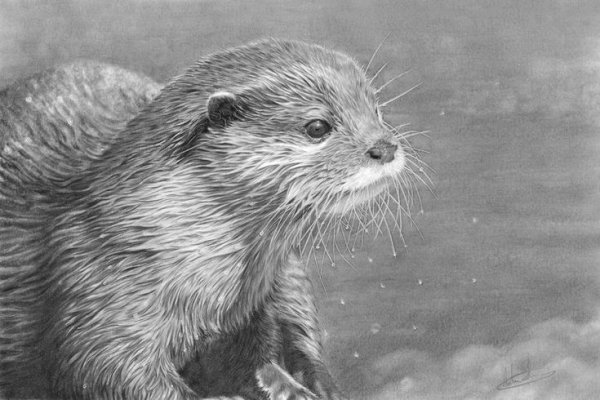 Выдра рисунок