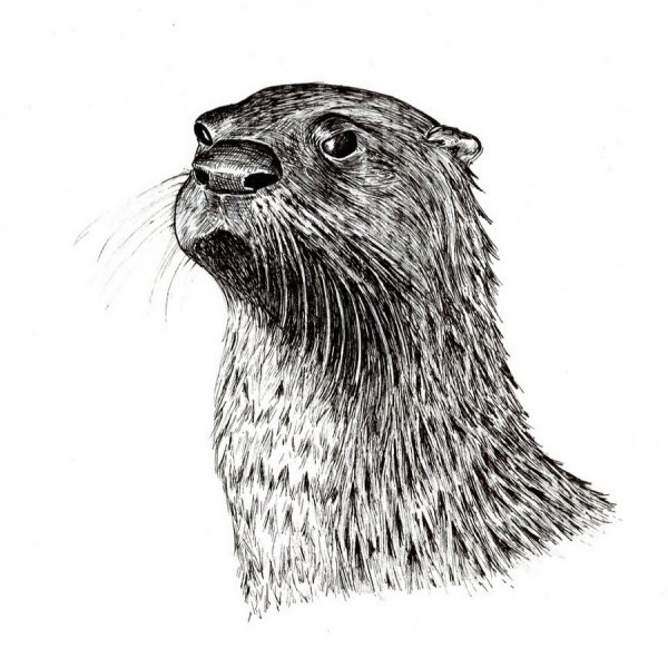 Шерсть выдры