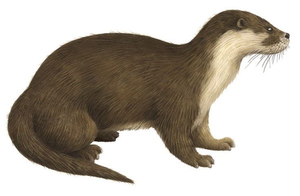 Выдра Речная