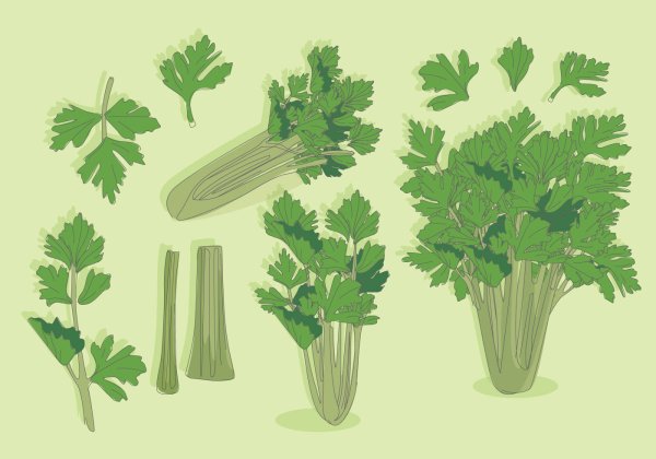 Сельдерей арт