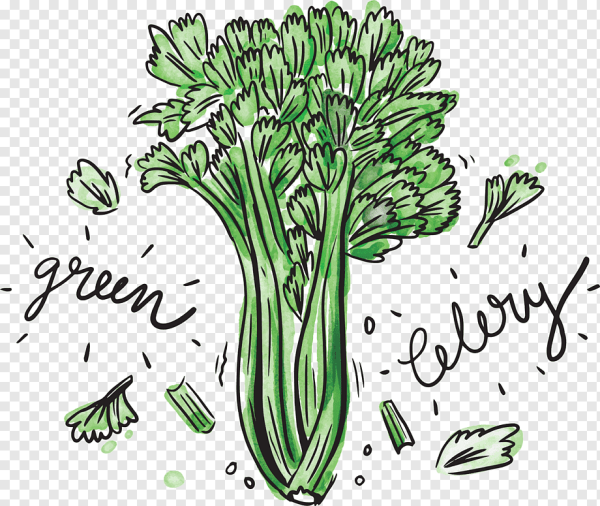 Сельдерей на белом фоне