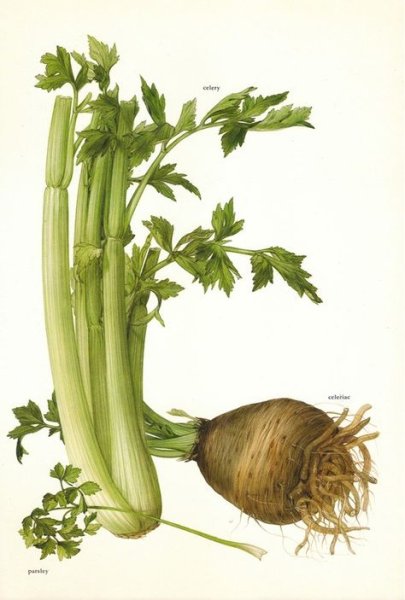 Зелень иллюстрация