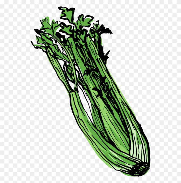 Сельдерей раскраска