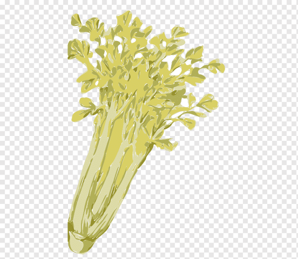 Сельдерей вектор