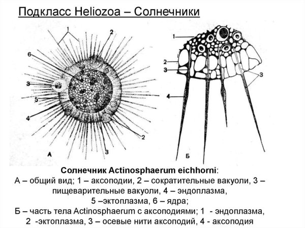 Строение солнечника с подписями