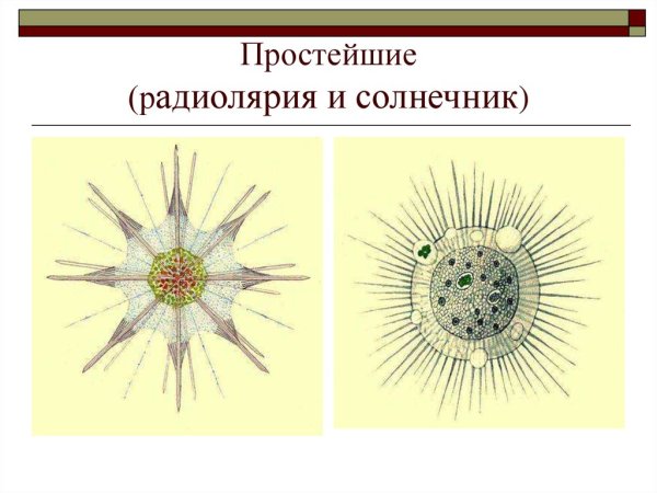 Саркодовые солнечники