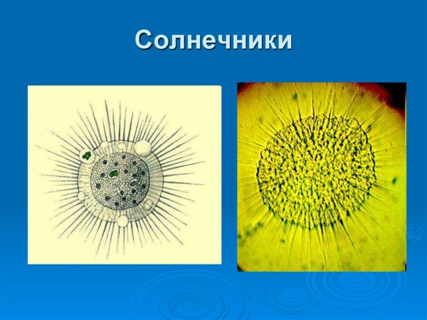 Солнечники (Heliozoa)