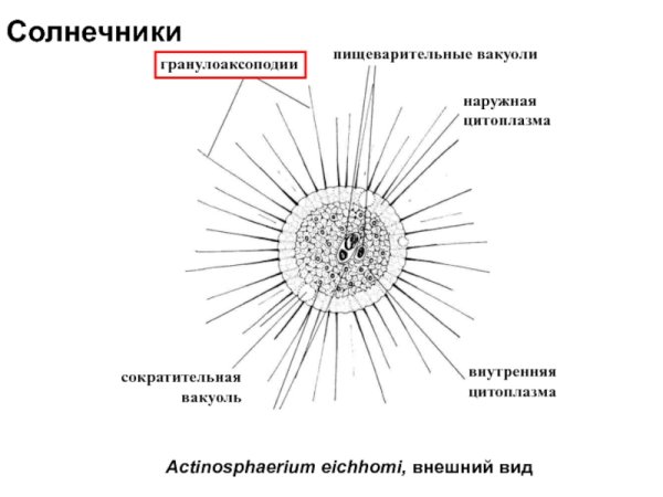 Солнечники внутреннее строение