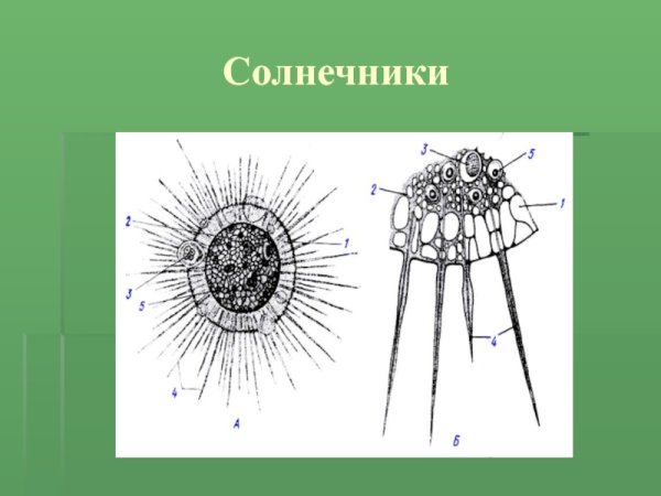 Солнечники (Heliozoa)