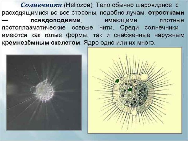 Солнечники (Heliozoa)