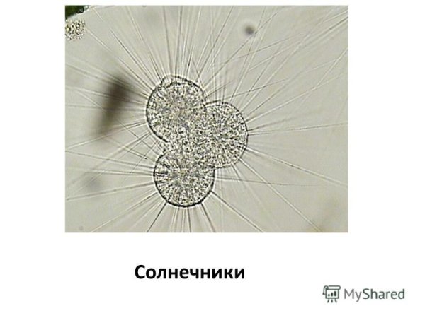 Актинофриидные солнечники