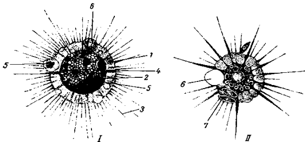 Солнечники строение