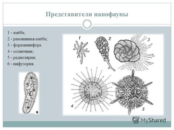 Раковинные корненожки фораминиферы