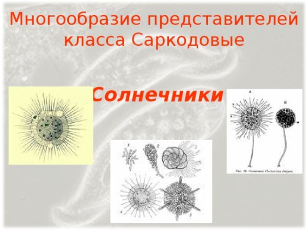 Саркодовые солнечники