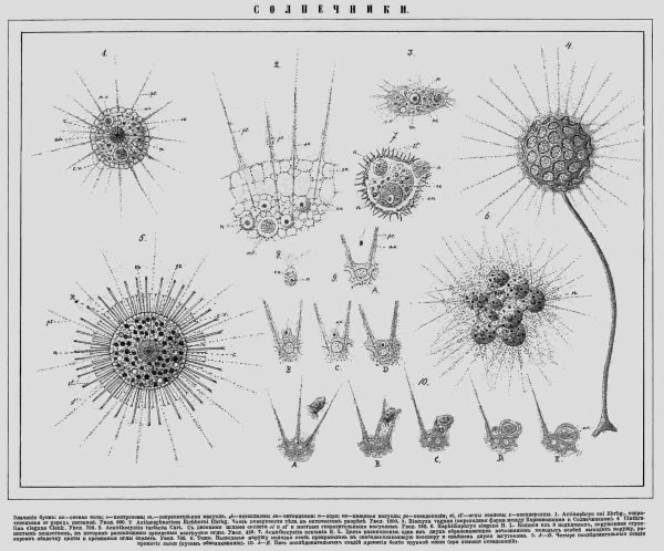 Солнечник одноклеточное