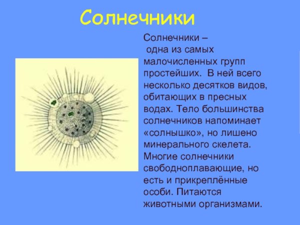 Аксоподии Солнечников