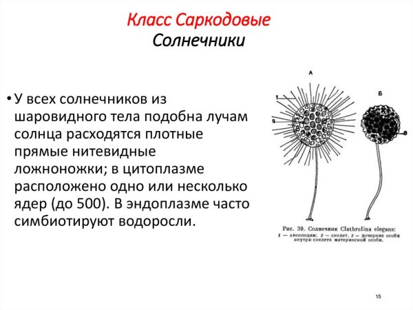 Солнечник простейшие строение