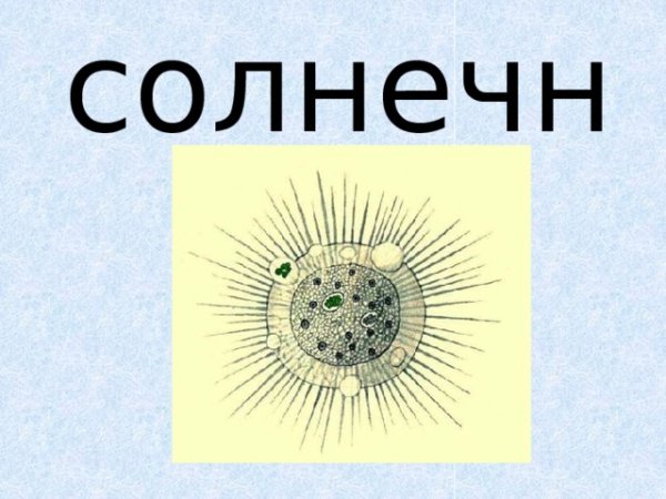 Лучевики и солнечники представители