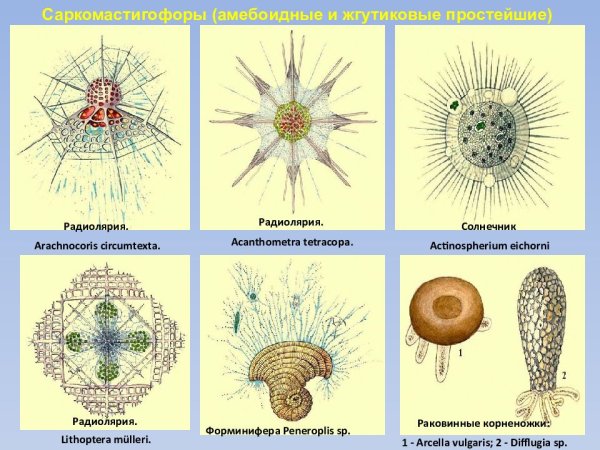 Фораминиферы радиолярии солнечники
