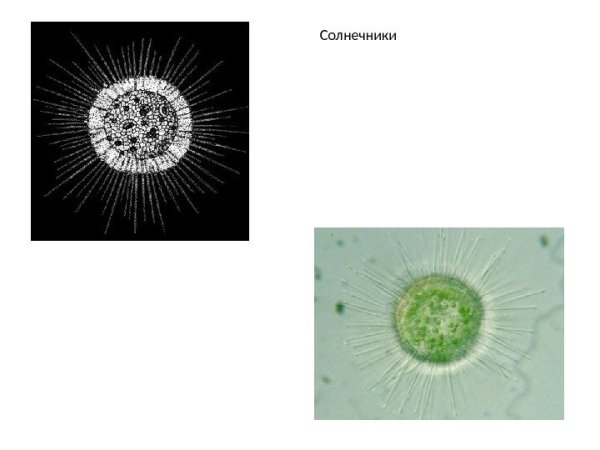 Солнечник бактерия строение