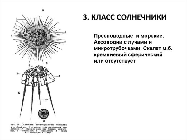 Лучевики и солнечники строение
