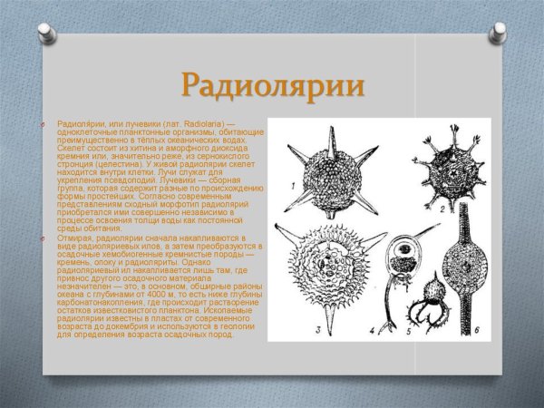 Саркодовые солнечники