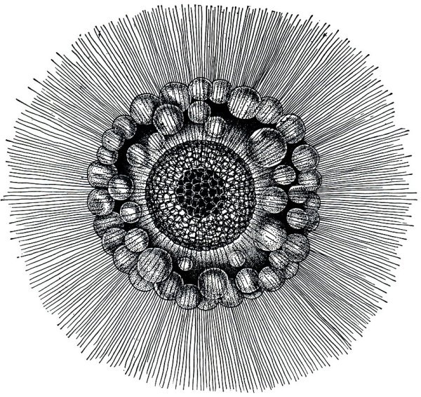 Лучевики и солнечники