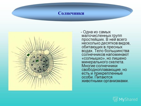 Скелетные иглы радиолярии