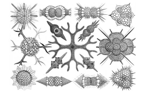 Радиолярия Acanthometra