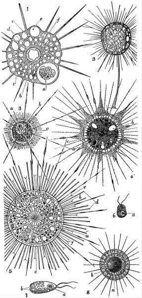 Солнечники (Heliozoa)