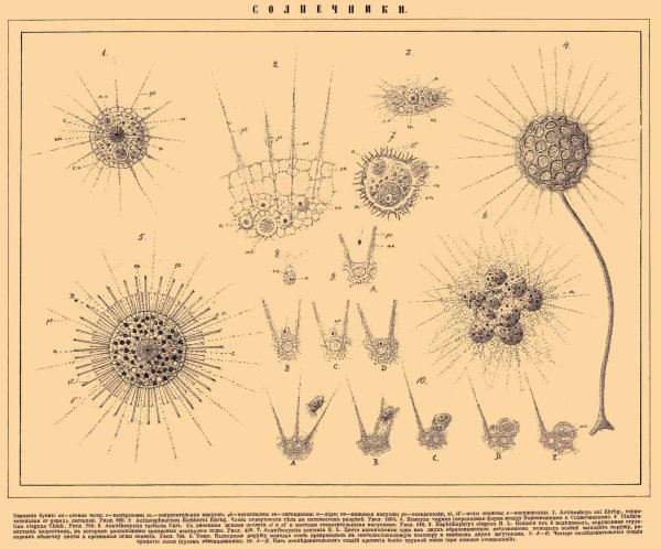 Радиолярии строение и солнечник