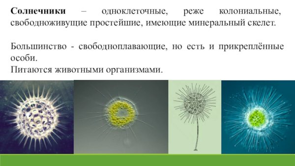 Радиолярии феодарии