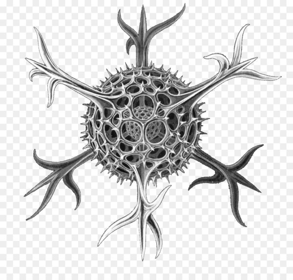 Радиолярии лучевики строение