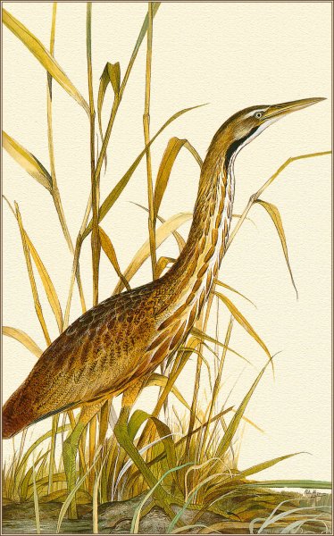 Американская малая выпь