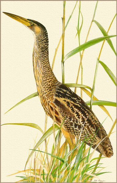 Большая выпь самец