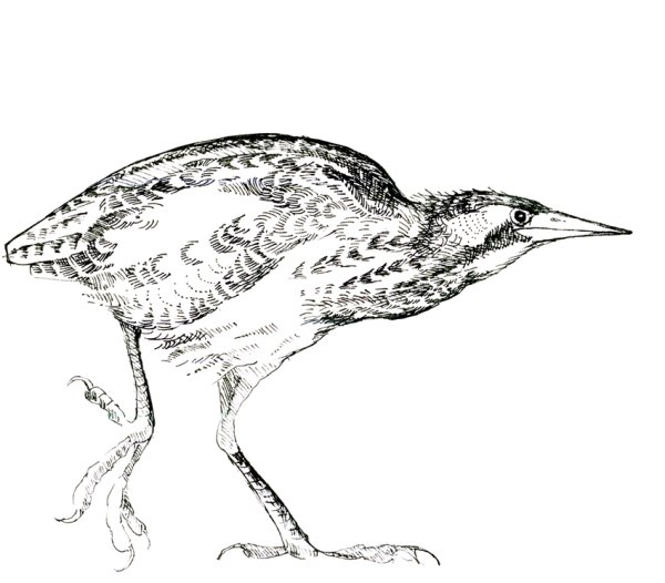 Выпь без фона