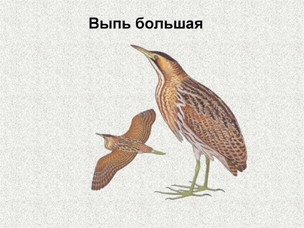 Большая выпь рисунок