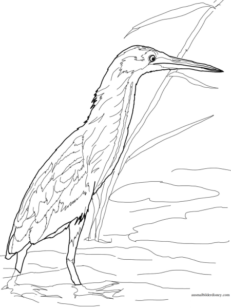 Большая выпь раскраска