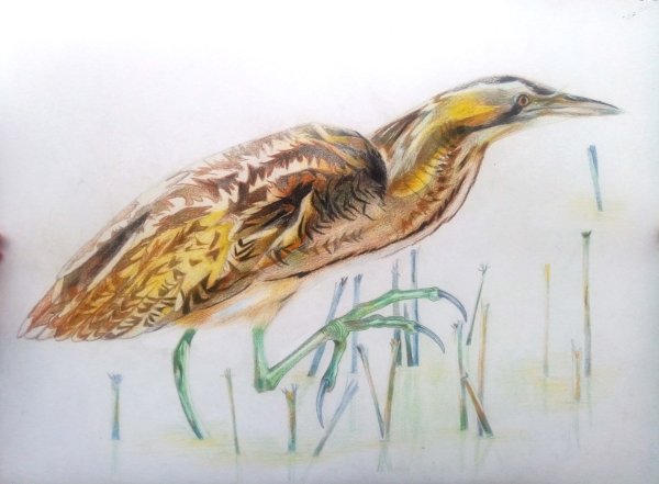 Большая выпь рисунок