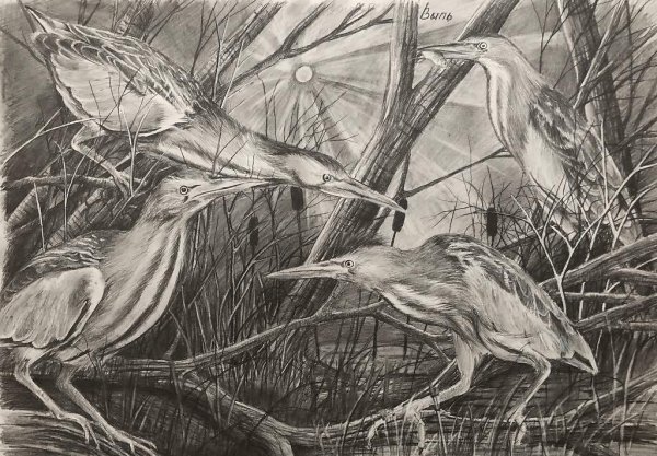 Большая выпь рисунок