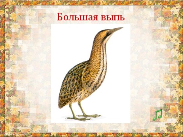 Выпь для детей