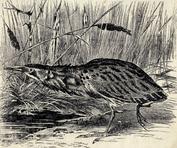 Выпь раскраска