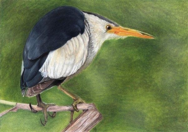 Выпь раскраска для детей