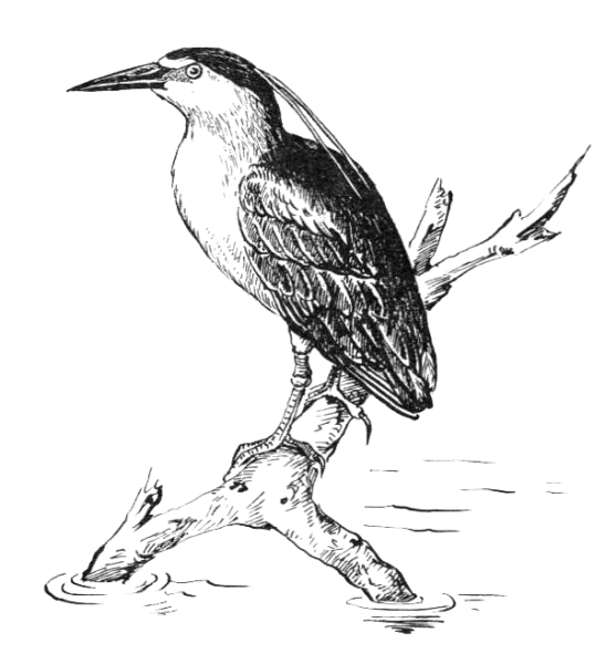 Выпь для детей