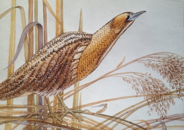 Выпь на белом фоне