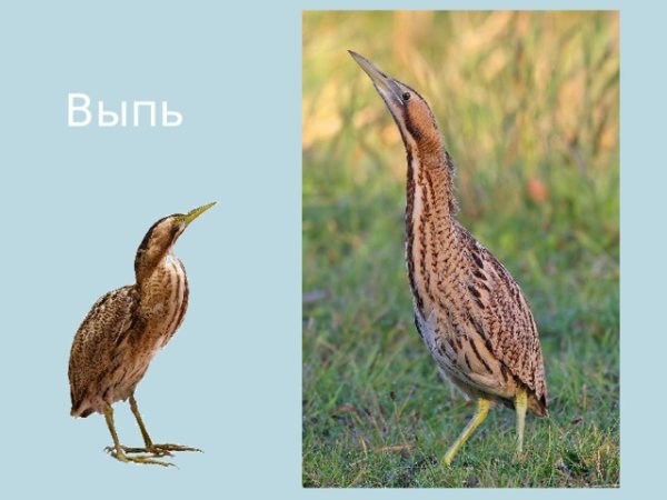 Выпь на прозрачном фоне