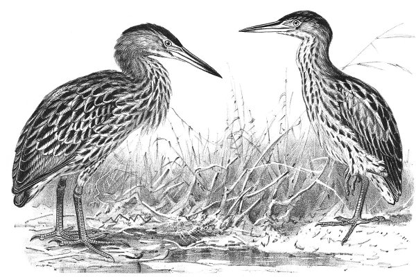 Выпь презентация