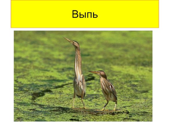 Большая выпь рисунок