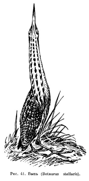 Арт птицы выпи